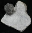 Rare Eifel Geesops Trilobite - Germany #27435-3